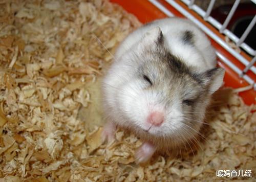 宿舍|大学宿舍里“最没用”的5样东西,特别是第2种,只会徒增烦恼