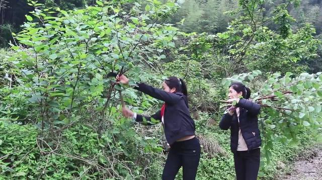 「甘蔗」它常被误认为是“甘蔗”，农村小孩都吃过，却不晓得它真正的价值