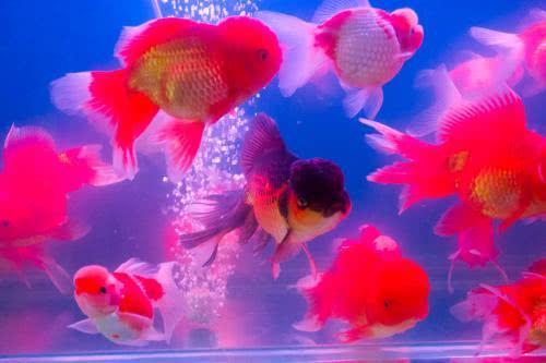 【】几乎什么都吃的中国人,为什么却不吃金鱼?