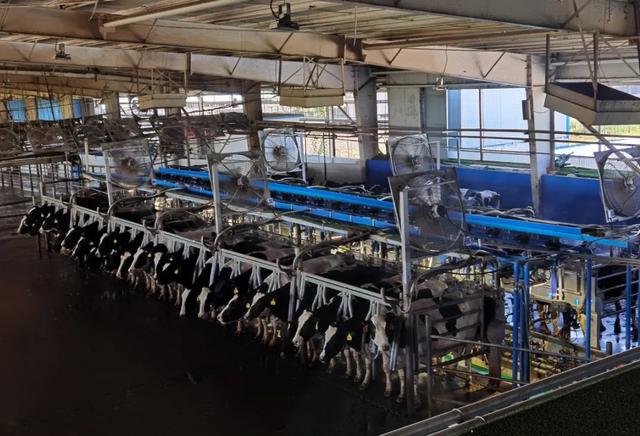 伊利|亲访伊利农场,直面中国奶业疑云,真相到底是什么?