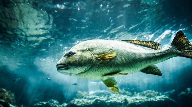 #长白山天池#长白山天池水怪频频出现,它到底是什么生物?科考队揭晓真相