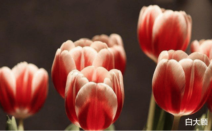 十二星座▲十天后旧爱登门，深情款款，三星座余情未了，共度幸福时光