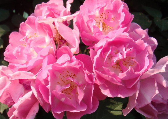 『』6月后来横财一笔，4属相鸿运当头，得财得福，喜上眉梢，事事顺心