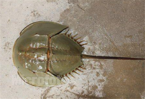 【泥盆纪】地球上唯一的蓝血生物，存活了4亿多年，却被人类吃成了二级保护动物