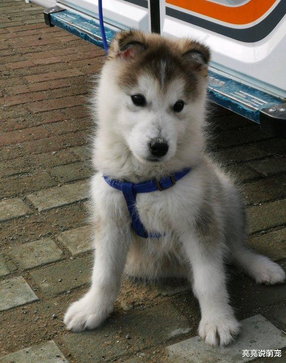 二哈是一只“心机狗”，平白无故就能眉头紧锁，就是想出去