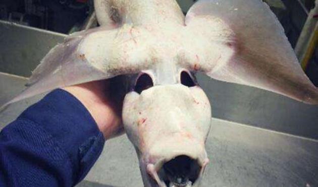 海洋生物▲海底一万米有多恐怖？8200米深海的鱼已经不是鱼了