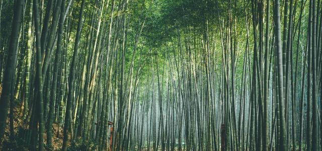 「南山竹海」苏皖两省交界处藏着一处“最美竹海”，游客却说欣赏它的美太贵了