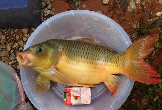 鲤鱼|贵州钓鱼人乌江里钓起“变种鲤鱼”，十多斤重，非常罕见