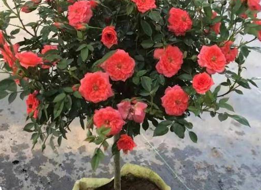 「狮子」下个月势如破竹，4属相走向辉煌腾达，财运亨通，大吉大利