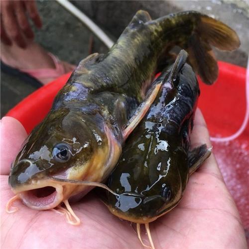 |小时候钓鱼最讨厌就是遇到这样的家伙，你遇到过吗？