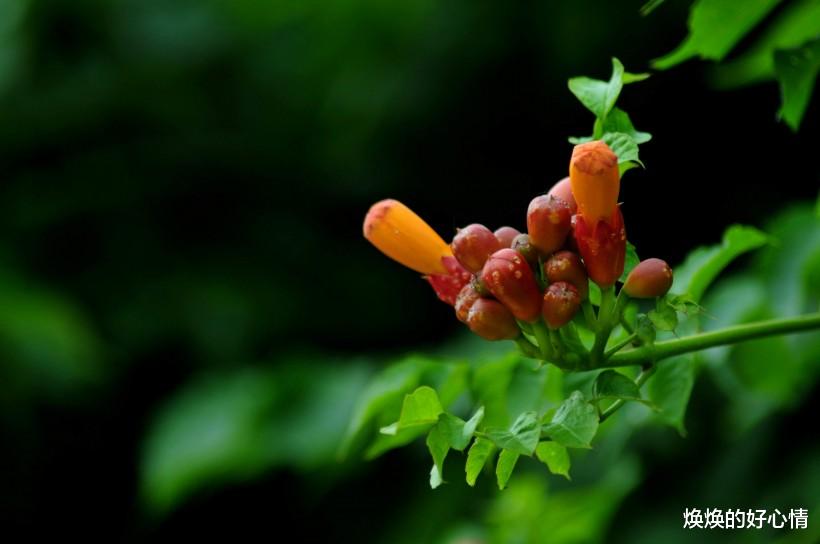 「爱情运」下半年姻缘爱情运最旺，恋爱结婚都适宜的四大生肖