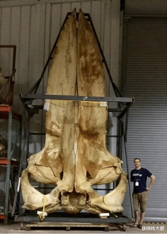 |12个“大”和“小”的极端对比照！看完才知道自己太渺小