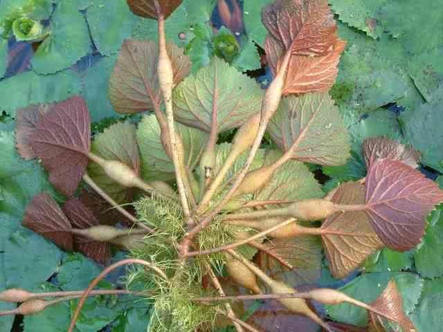 「菱角」夏天,遇见此菜多买点,每天炒一盘,清肠刮油,才6块钱一斤