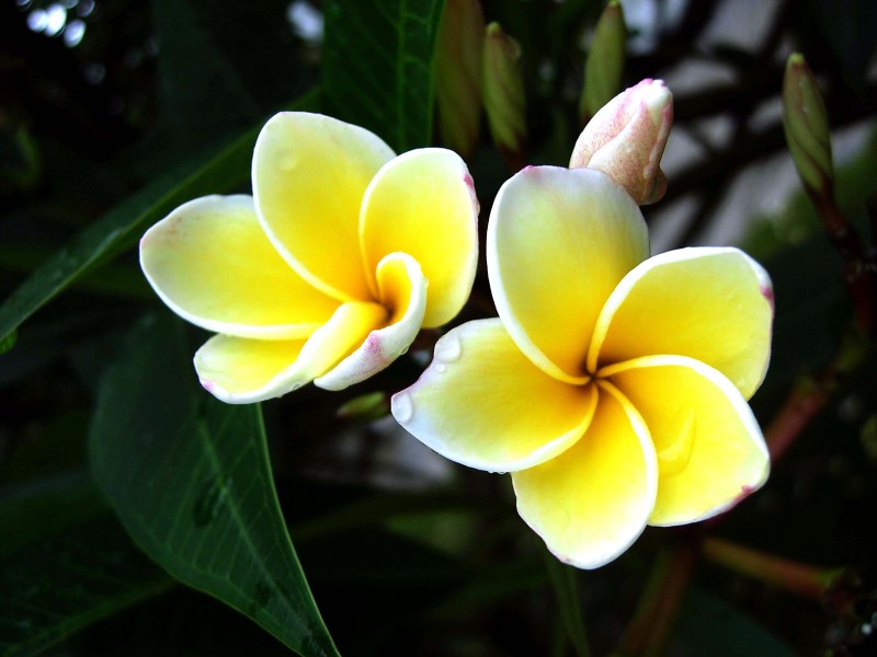 生肖▲7月底，相思入骨难忘旧爱，前缘归来，重归于好的四大生肖