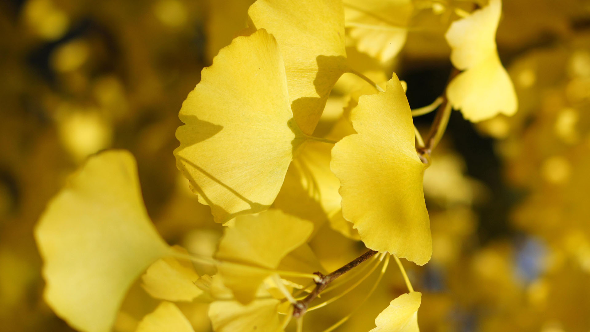 运势|从8月29日开始，运势不错，会鸿运当头，鹏程万里的三大星座