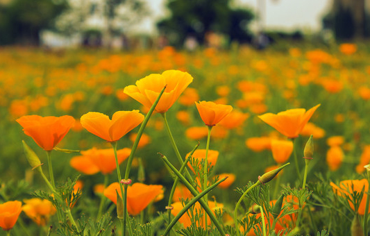 [万事如意]6月下周开始，4属相开业大吉，财源广进，万事如意顺利，生意红火