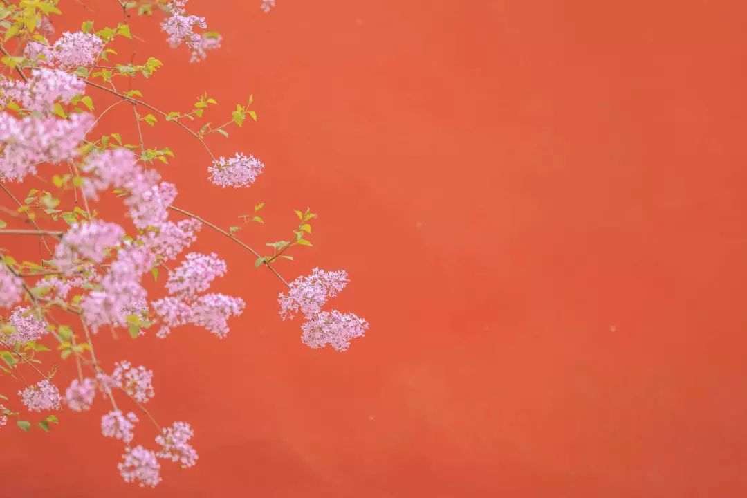 全网爆火的故宫雪景图和猫，是她拍下的。