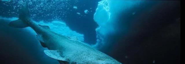 「」世界上寿命最短的几种动物，出生就在等到死亡，好可怜