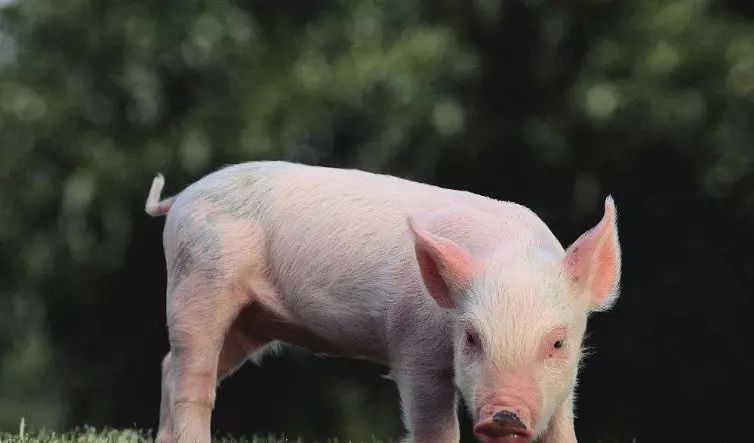 『白羊座』属猪人世事难料！3月下旬步入人生上上签，喜迎“大喜事”