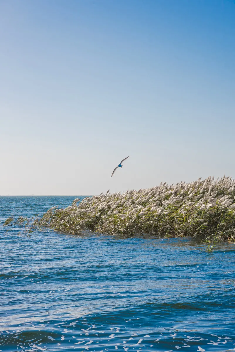 额济纳|忽然,想去额济纳了