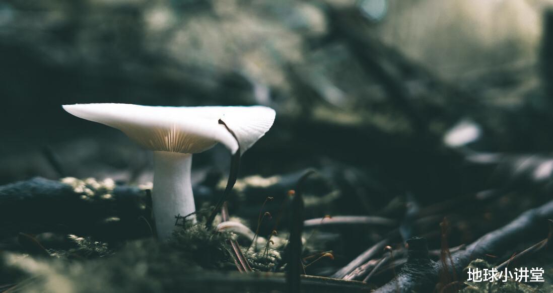 加拿大猞猁|神奇！地下室存放了8年的糕点，给了科学家们一份意想不到的惊喜