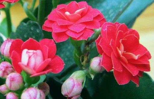 生肖|未来一周，4属相贵人提携，财运滚滚，事业顺利，生活十全十美