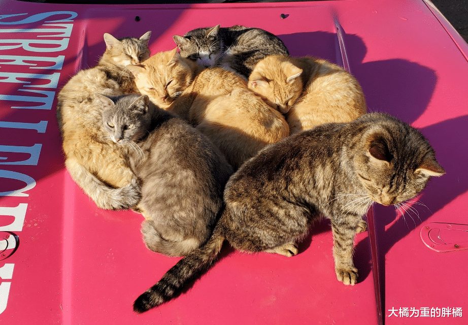 女子的爱车太显眼，橘猫领着一大堆朋友来“蹭车”，还能有吃有喝