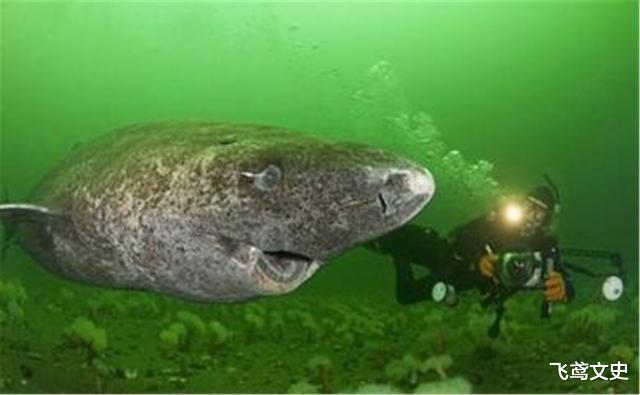 鲨鱼|被死神遗忘的鲨鱼，从明朝活到现在，已500多岁，网友直呼：成精了