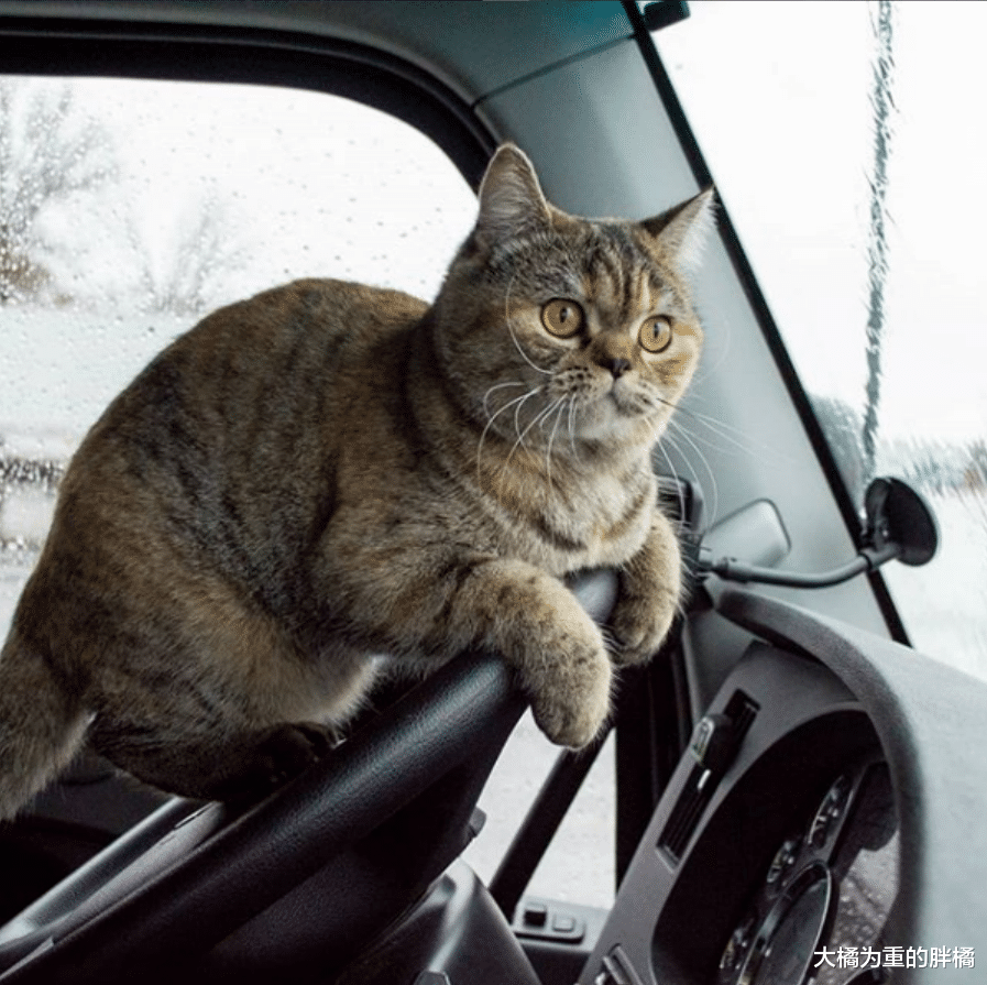 为报主人相遇之恩，猫咪常年待在货车里，陪着主人走南闯北见世面