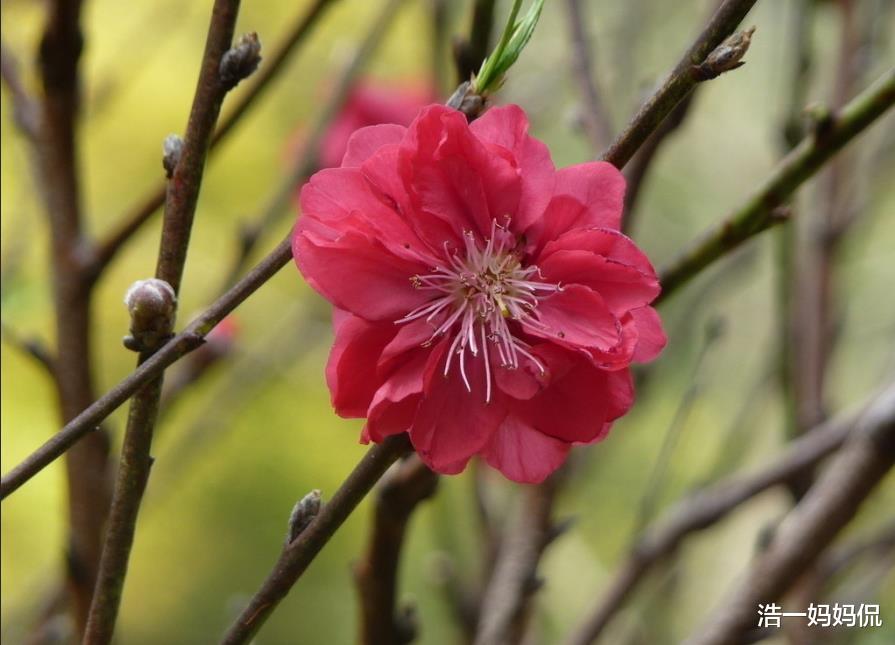「生肖」6月26号大难已过，4生肖运势顺遂，高人指点，八方来财