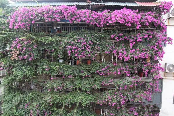 「」?男子花30年培育的绿植如今已覆盖5层楼，称自己是在做善事