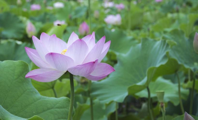 生肖|8月处处遇贵人，佛祖保佑，观音送福，好运到来天上贵人生肖