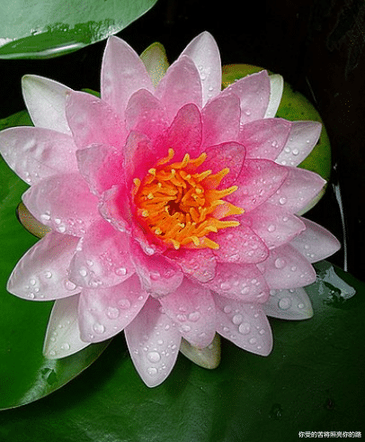 生肖|未来15天运势红火，4属相发横财，有喜事，日子越过越有福