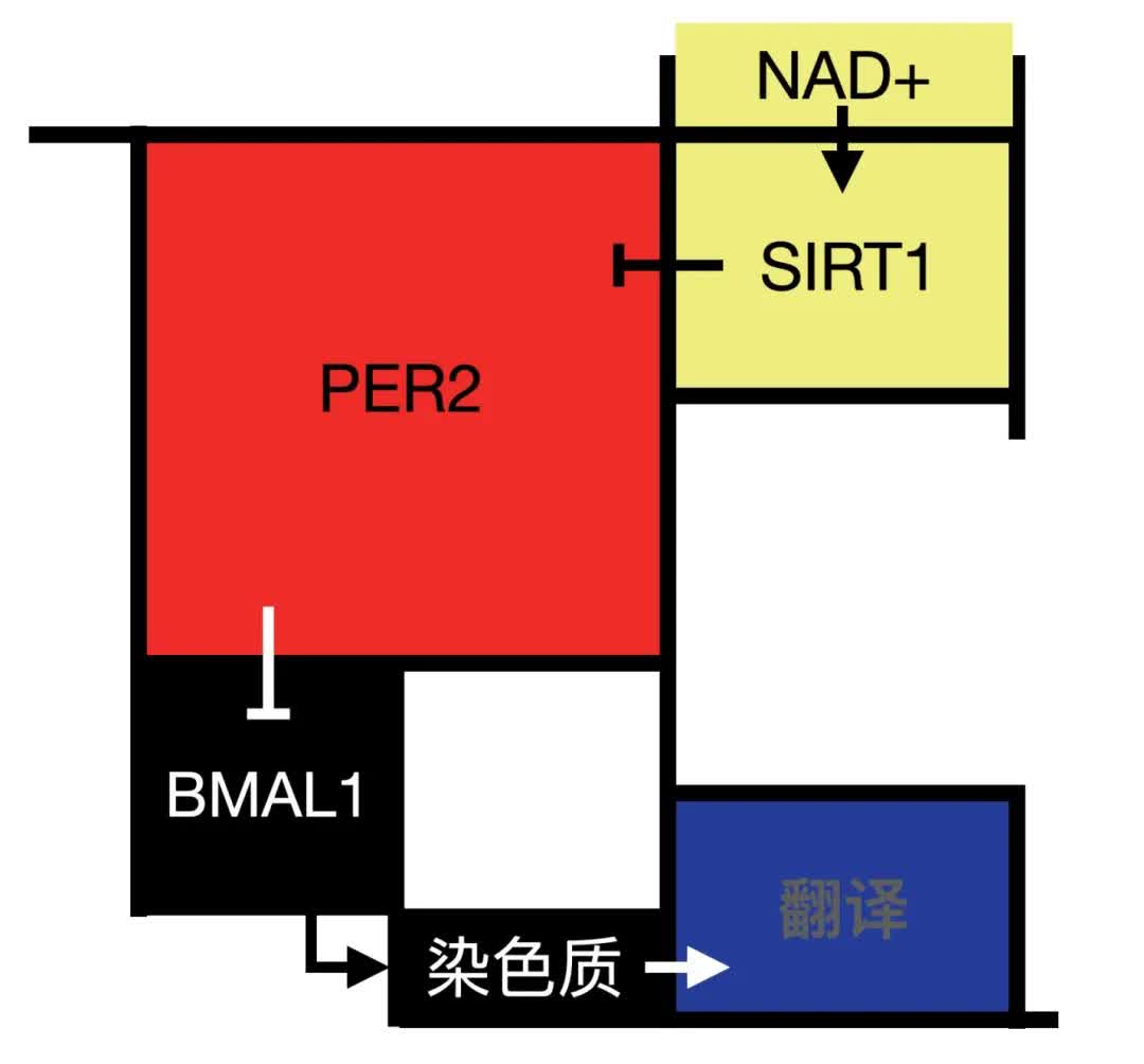 基因|NAD+可返老还童！西北大学教授发现衰老克星！