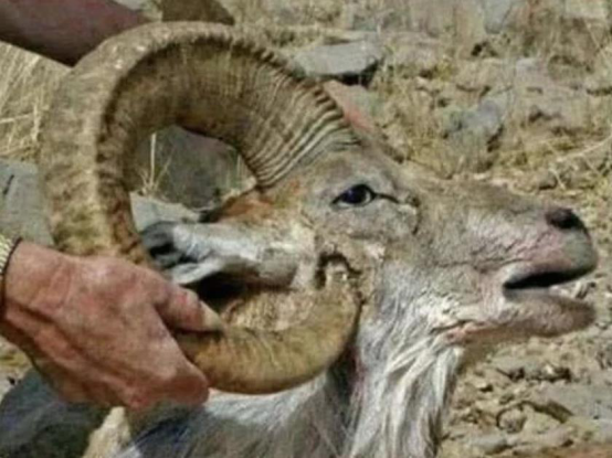 盘羊|活生生被自己坑死的盘羊，脑门上的盘角向内生长，最终捅死自己