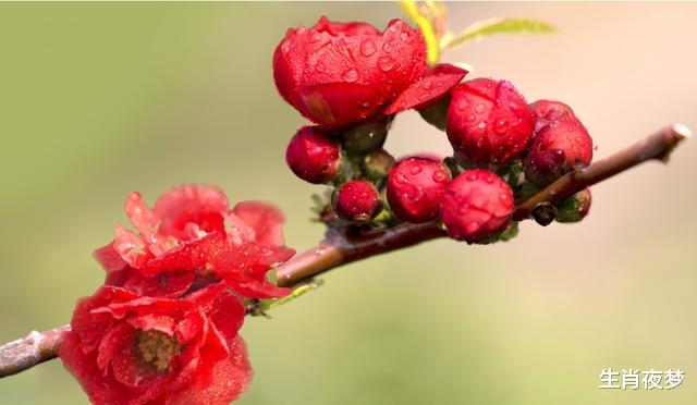 「生肖」4月底，旧情人归来，思念不断，3生肖心软复合，缠绵悱恻爱到底
