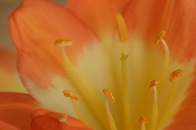 生肖|11月上旬，桃花盈门，天赐良缘的四大生肖，终于要脱单了！