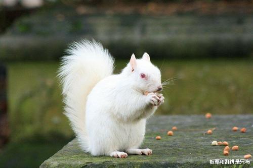 神农架|野生白化动物稀少，为什么在神农架成批出现？到现在已发现20多种