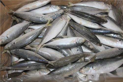 「」很少有人知道这种鱼的名字，10块钱能买3条，便宜美味，而且刺少