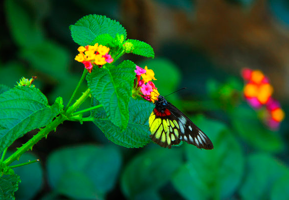 生肖|7月11号开始,贵人如云,4属相运势转旺,生活越来越幸福