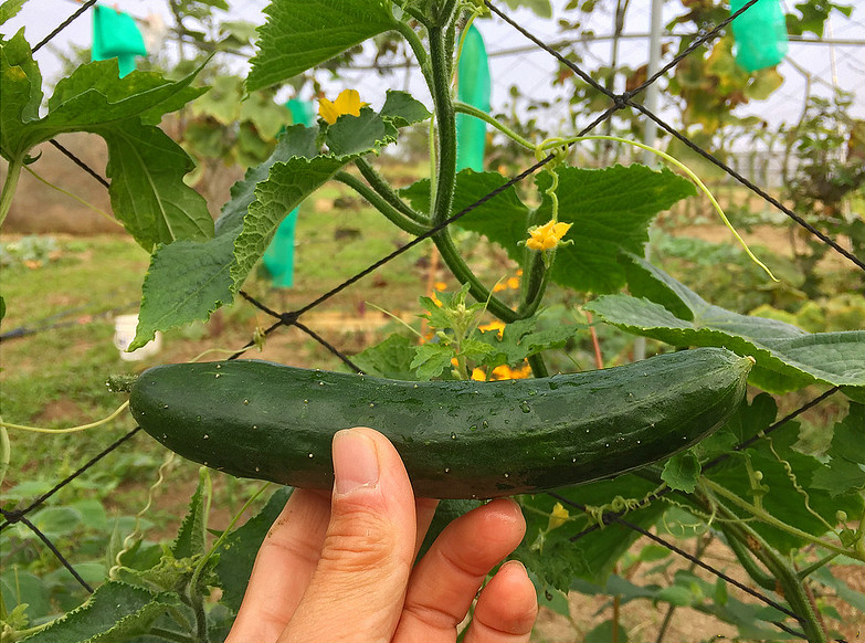 水果|它是公认的“转基因水果”，近几年才出现，城里很多人都爱吃