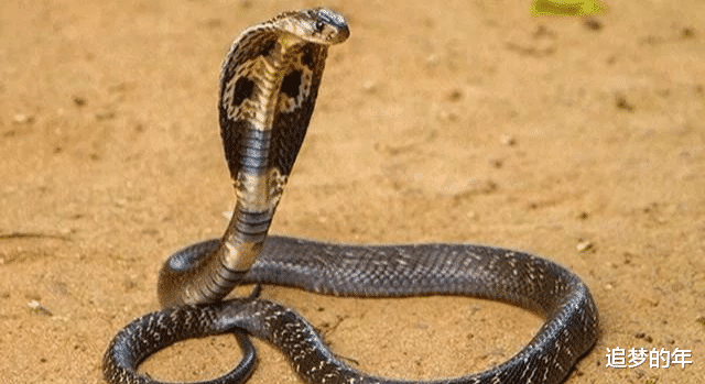 『毒液』我国最毒的蛇是哪种？一滴毒液致死百个成年人的毒蛇在世上排第几？