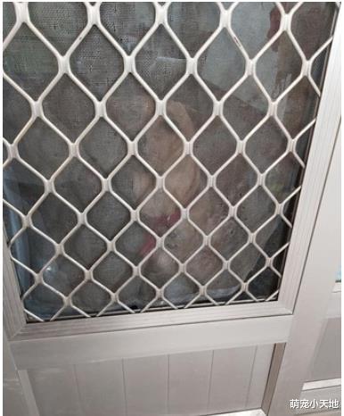 饲主先带黑狗出门！吃醋汪气呼呼用铁头撞门抓破纱窗