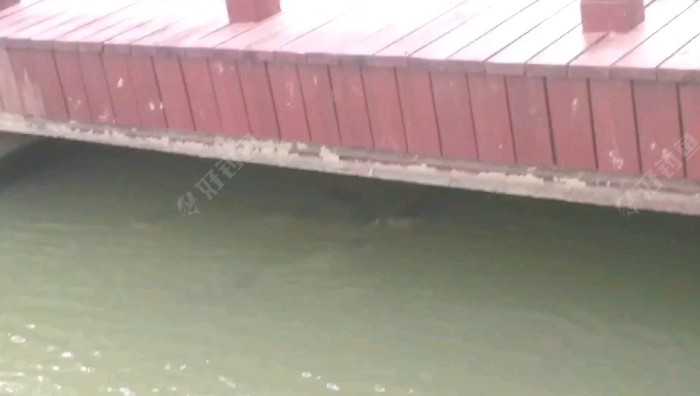 黑鱼|传统钓技巧（2）垂钓大黑