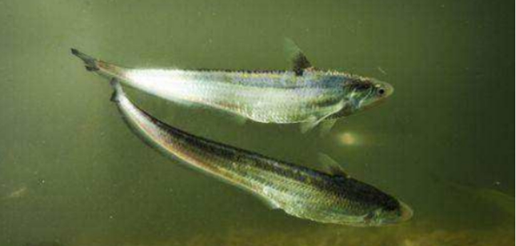 |水中最“倔强”的鱼,人类无法养殖,却经常在餐桌上出现