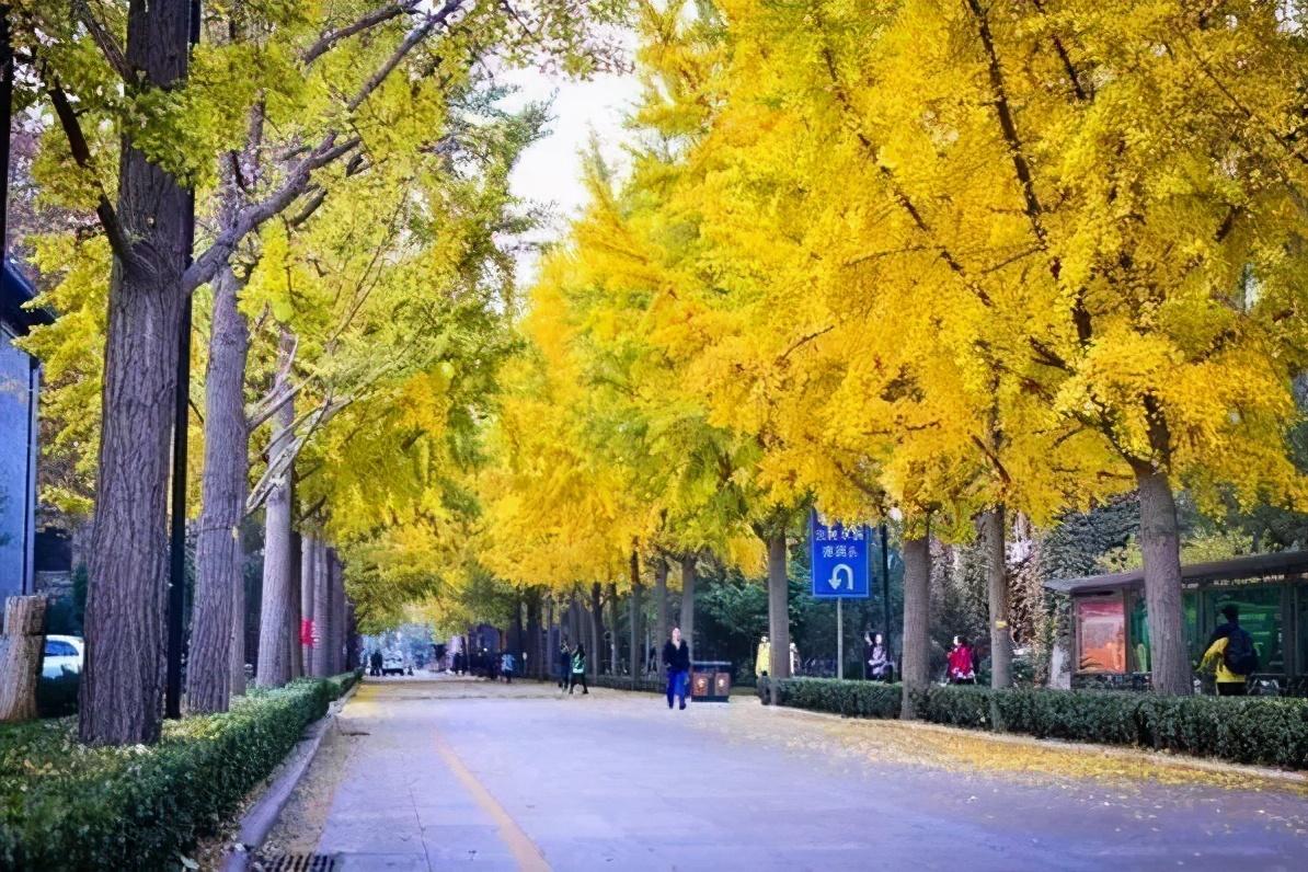 银杏树|全国银杏观赏地图，挑上一个地方去观赏银杏，也不枉过这个秋天