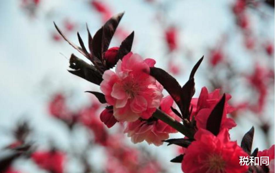 「生肖」明日起喜事临门，3大生肖偏财畅通，苦尽甘来，迎接曙光