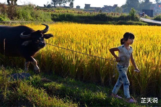 ▲古人讲“老牛吃嫩草，吃鸡要趁早”，是何意？为何说吃鸡要趁早？