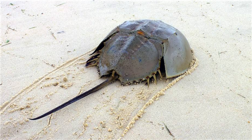 『』唯一拥有蓝色血液的生物，活了4亿年，能救人类却不能被人类所救