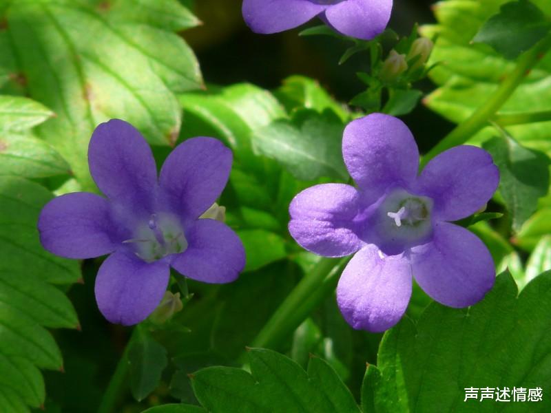 生肖@红鸾星动，情缘美满！4大生肖在7月末将良缘驾到，牵手挚爱